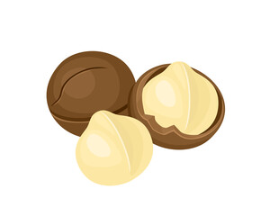 Macadamia vector icon. Cartoon flat illustration of nuts in shell and peeled.