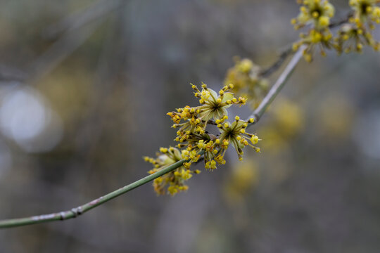 Cornel Bilder Durchsuchen 5,814 Archivfotos, und