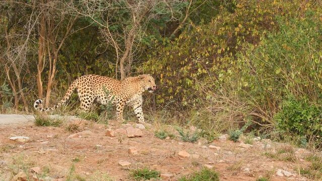 full shot of wild large female leopard or panther standing and then stroll scent glands sniffing behavior of animal in outdoor wildlife jungle safari at forest of central india - panthera pardus fusca
