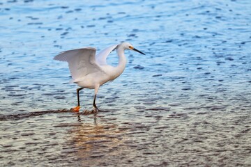 Photograph of a Snowy egret. The bird was found on the beach of Atlântida, in Rio Grande do Sul, Brazil.