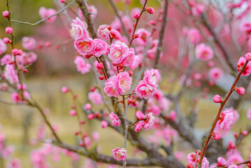 Fototapeta na wymiar Japanese Apricot Blossoms