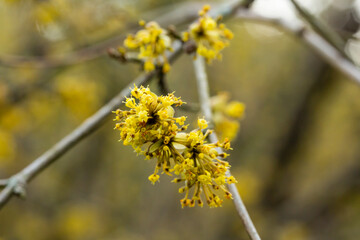 branches with flowers of European Cornel Cornus mas in early spring. Cornelian cherry, European cornel or Cornelian cherry dogwood Cornus mas flovering. Early spring flowers in natural habitat