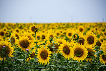 Beautiful yellow sunflowers under the blue sky. Natural wallpaper. Blue Yellow is the natural color of the Ukrainian flag. Large agricultural field with seeds for the production of sunflower oil