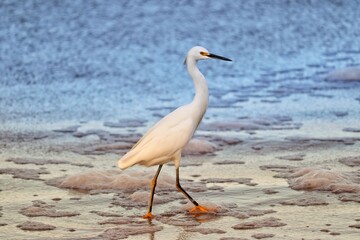 Photograph of a Snowy egret. The bird was found on the beach of Atlântida, in Rio Grande do Sul, Brazil.