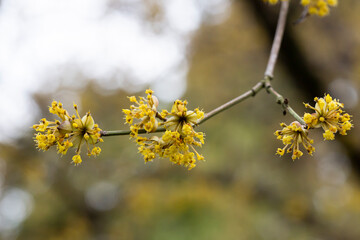 branches with flowers of European Cornel Cornus mas in early spring. Cornelian cherry, European cornel or Cornelian cherry dogwood Cornus mas flovering. Early spring flowers in natural habitat