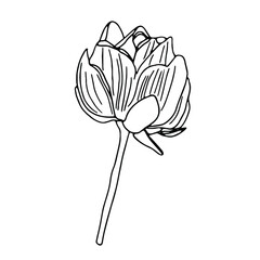 Lotus flower hand-drawn botanical illustration with line art on white backgrounds.