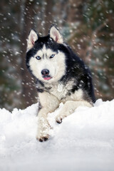 A blue-eyed husky wolf lies in the snow in sunny winter forest. Portrait cute Siberian Husky Dog. Front view.