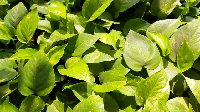 Epipremnum aureum plant. Its other names golden pothos,&nbsp;Ceylon creeper,hunter's robe,&nbsp;ivy arum,&nbsp;house plant,&nbsp;money plant,&nbsp;silver vine,&nbsp;Solomon Islands ivy,&nbsp;marble queen, taro vine, devil's vine.
