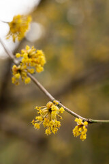 branches with flowers of European Cornel Cornus mas in early spring. Cornelian cherry, European cornel or Cornelian cherry dogwood Cornus mas flovering. Early spring flowers in natural habitat