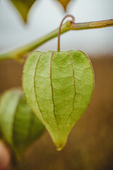 macro of a leaf of an ornamental plant