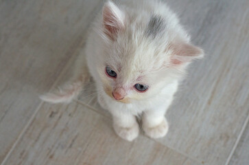 Obraz na płótnie Canvas A small, newly born white kitten with blue eyes.Postcard, cover, selective focus