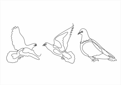 a set of three pigeons, a graphic outline. Vector illustration