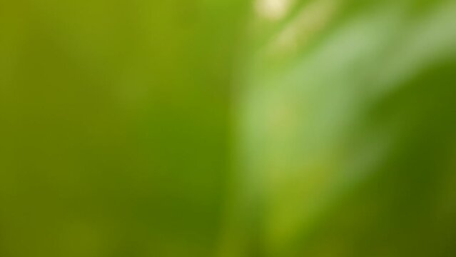 Epipremnum aureum plant. Its other names golden pothos,&nbsp;Ceylon creeper,hunter's robe,&nbsp;ivy arum,&nbsp;house plant,&nbsp;money plant,&nbsp;silver vine,&nbsp;Solomon Islands ivy,&nbsp;marble queen, taro vine, devil's vine.
