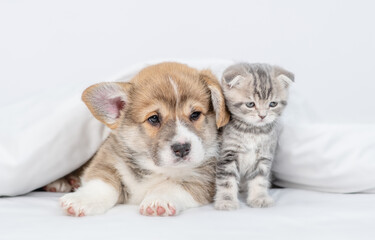 Cute Pembroke Welsh Corgi puppy and baby kitten lying together under warm white blanket on a bed at home