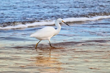 Photograph of a Snowy egret. The bird was found on the beach of Atlântida, in Rio Grande do Sul, Brazil.