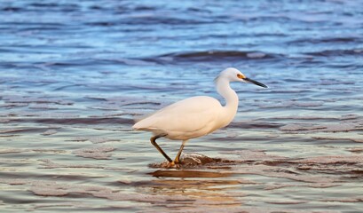 Photograph of a Snowy egret. The bird was found on the beach of Atlântida, in Rio Grande do Sul, Brazil.