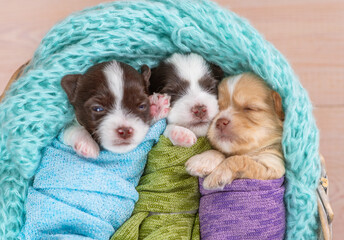 Three tiny cozy newborn Biewer Yorkie puppies wrapped like babies sleep in a basket. Top down view