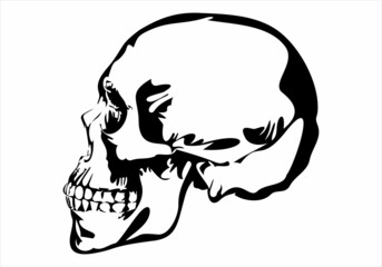 skull, skeleton head anatomy.drawn  vector illustration