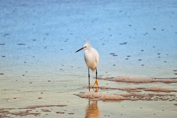 Photograph of a Snowy egret. The bird was found on the beach of Atlântida, in Rio Grande do Sul, Brazil.