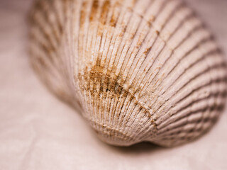 Close up of a seashell