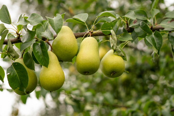 Fresh pears on a branch. Spicing pears. Pear tree.