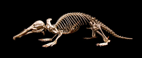 A skeleton of the platypus (Ornithorhynchus anatinus), duck-billed platypus, isolated on a black...