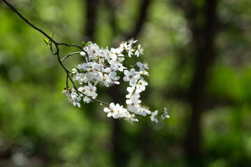 Blooming Mirabelle Plum Tree with White Beautiful Flowers