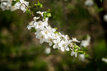 Blooming Mirabelle Plum Tree with White Beautiful Flowers