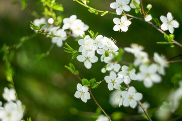 Blooming Mirabelle Plum Tree with White Beautiful Flowers