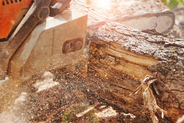worker sawing a log with a saw