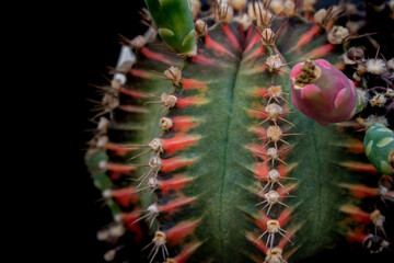 Cactus Gymnocalycium Lb2178​ beautiful green various species Beautiful nature In pots