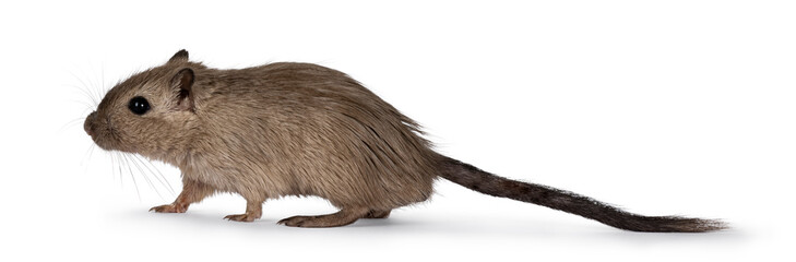 Young adult brown Gerbil aka Meriones unguiculatus. Walking side ways. Looking ahead and away from camera. Isolated on a white background.