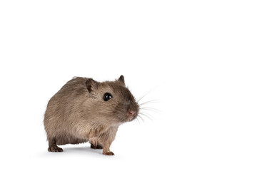Young adult brown Gerbil aka Meriones unguiculatus. Standing side ways.  Looking towards camera. Isolated on a white background.
