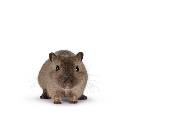 Young adult brown Gerbil aka Meriones unguiculatus. Standing facing front. Looking towards camera. Isolated on a white background.