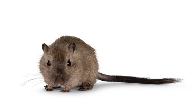Young adult brown Gerbil aka Meriones unguiculatus. Standing facing front. Looking towards camera. Isolated on a white background.