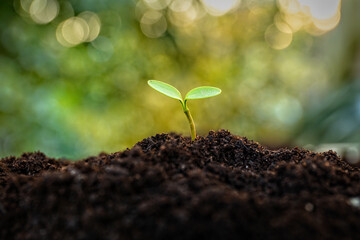 Fototapeta na wymiar Growing plant seed on the soil and sunrise - Organic in your hands - healthy living 