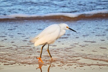 Photograph of a Snowy egret. The bird was found on the beach of Atlântida, in Rio Grande do Sul, Brazil.