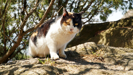 A wild three-color cat likes rolled omelet.