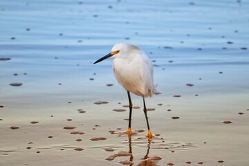 Photograph of a Snowy egret. The bird was found on the beach of Atlântida, in Rio Grande do Sul, Brazil.