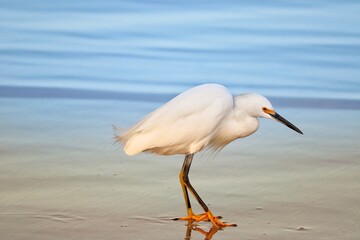 Photograph of a Snowy egret. The bird was found on the beach of Atlântida, in Rio Grande do Sul, Brazil.