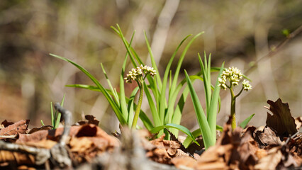 The stone maple Maple-leaf mukdenia bloomed among the rocks, and likes the rocks and water.