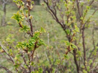 Green plant blooming in the spring