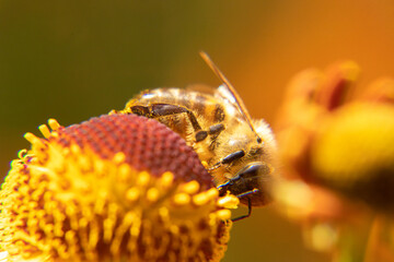 Honey bee covered with yellow pollen drink nectar, pollinating flower. Inspirational natural floral...