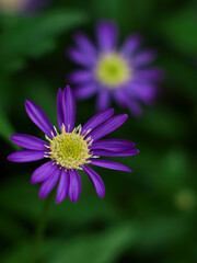 上から見た紫色のシオンの花
