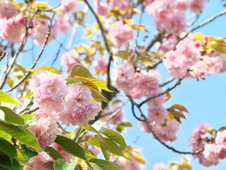 薄いピンクの八重桜
