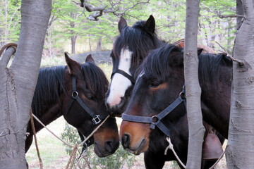 Chilian horses in Patagonia Chili in national park Torres del Paine in the forest. High quality...