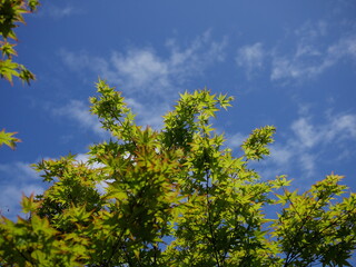 青空の下の新緑の青モミジ
