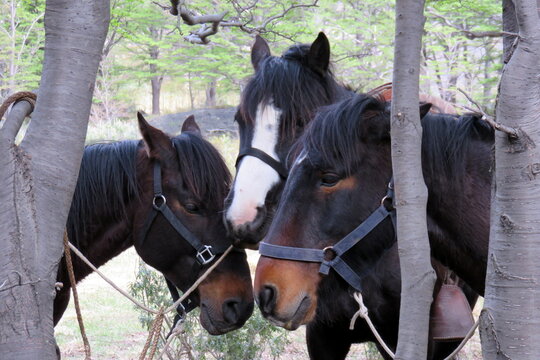 Chilian horses in Patagonia Chili in national park Torres del Paine in the forest. High quality photo