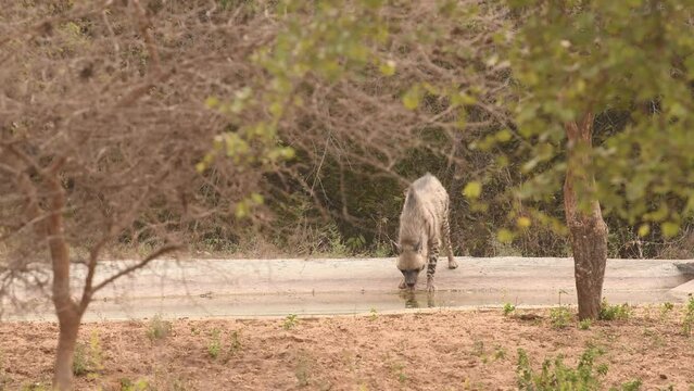 full shot of Striped hyena in action with eye contact quenching thirst drinking water during outdoor wildlife jungle safari in summer season at forest of central india - hyaena hyaena