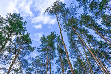 Fototapeta premium The blue sky is visible through the tall pines. Forest and sky, view from below.